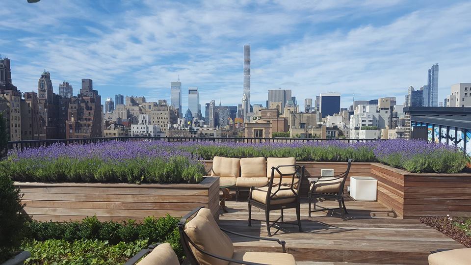 Manhattan Skyline with Lavender Terrace